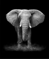 Cuadro Decorativo Elefante Black