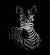 Cuadro Decorativo Zebra Black