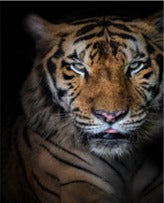 Cuadro Decorativo Tigre Rafe