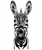 Cuadro Decorativo Zebra Cara White