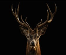 Cuadro Decorativo Cara de Venado