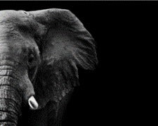 Cuadro Decorativo Cara Elefante